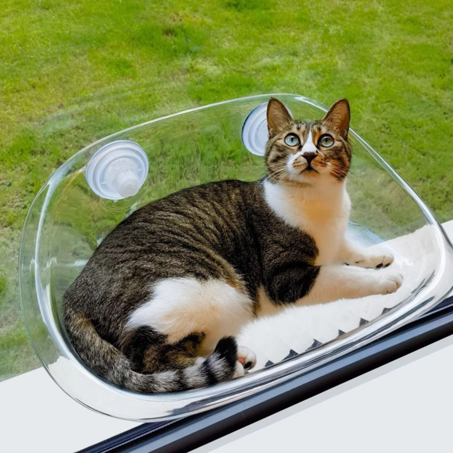 Kattenraam Hangmat doorzichtig groen met kat